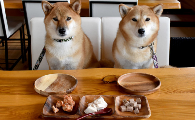 ペット可物件大集合！